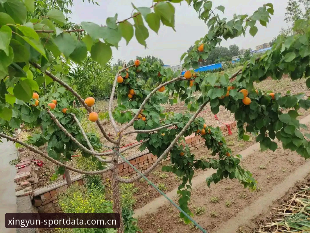 杏运体育赛事分析深度评测：从数据穿透到趋势预判的全面体验报告